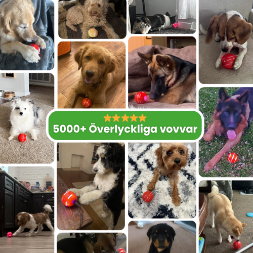 WaggyBall – En lycklig hund utan ansträngning!