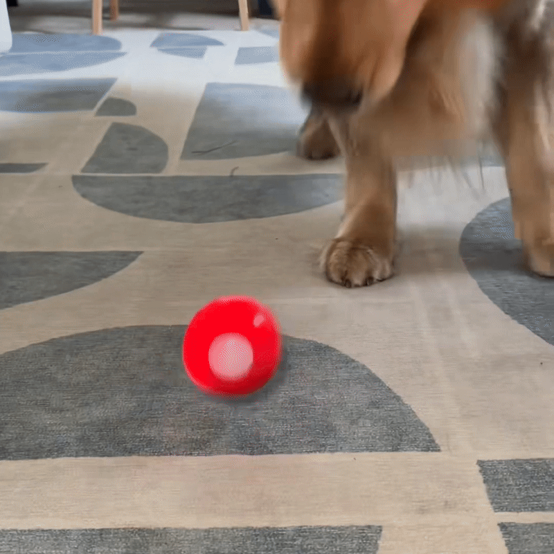 WaggyBall – En lycklig hund utan ansträngning!