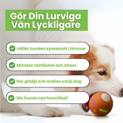 WaggyBall – En lycklig hund utan ansträngning!